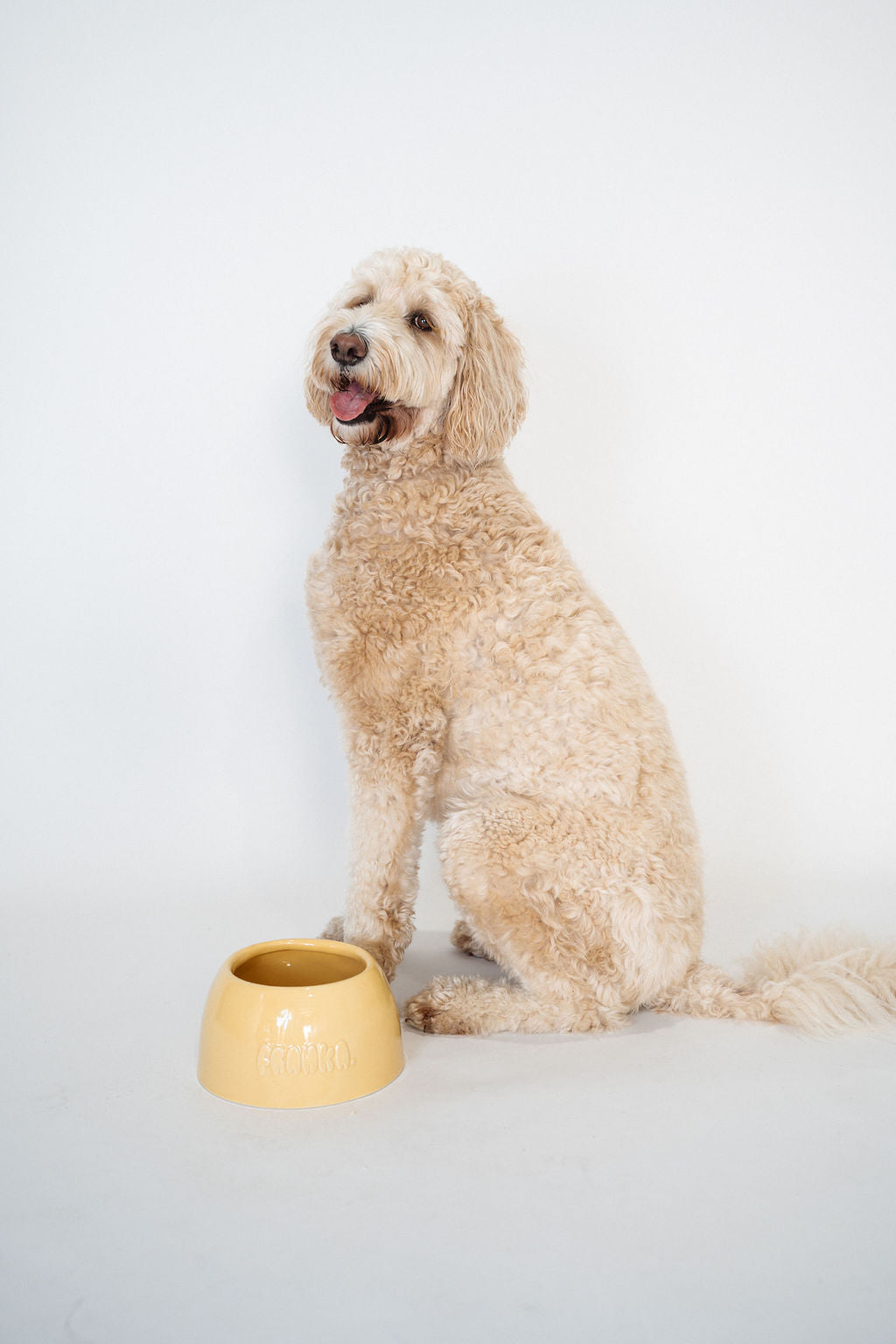 Large Dog Bowl