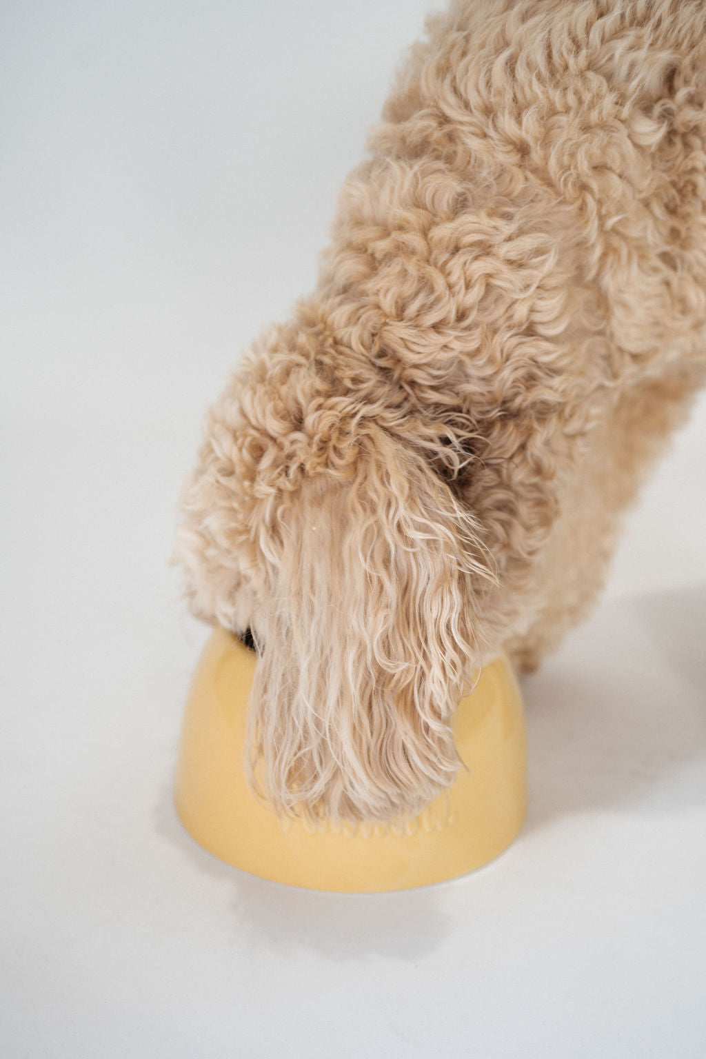 Large Dog Bowl
