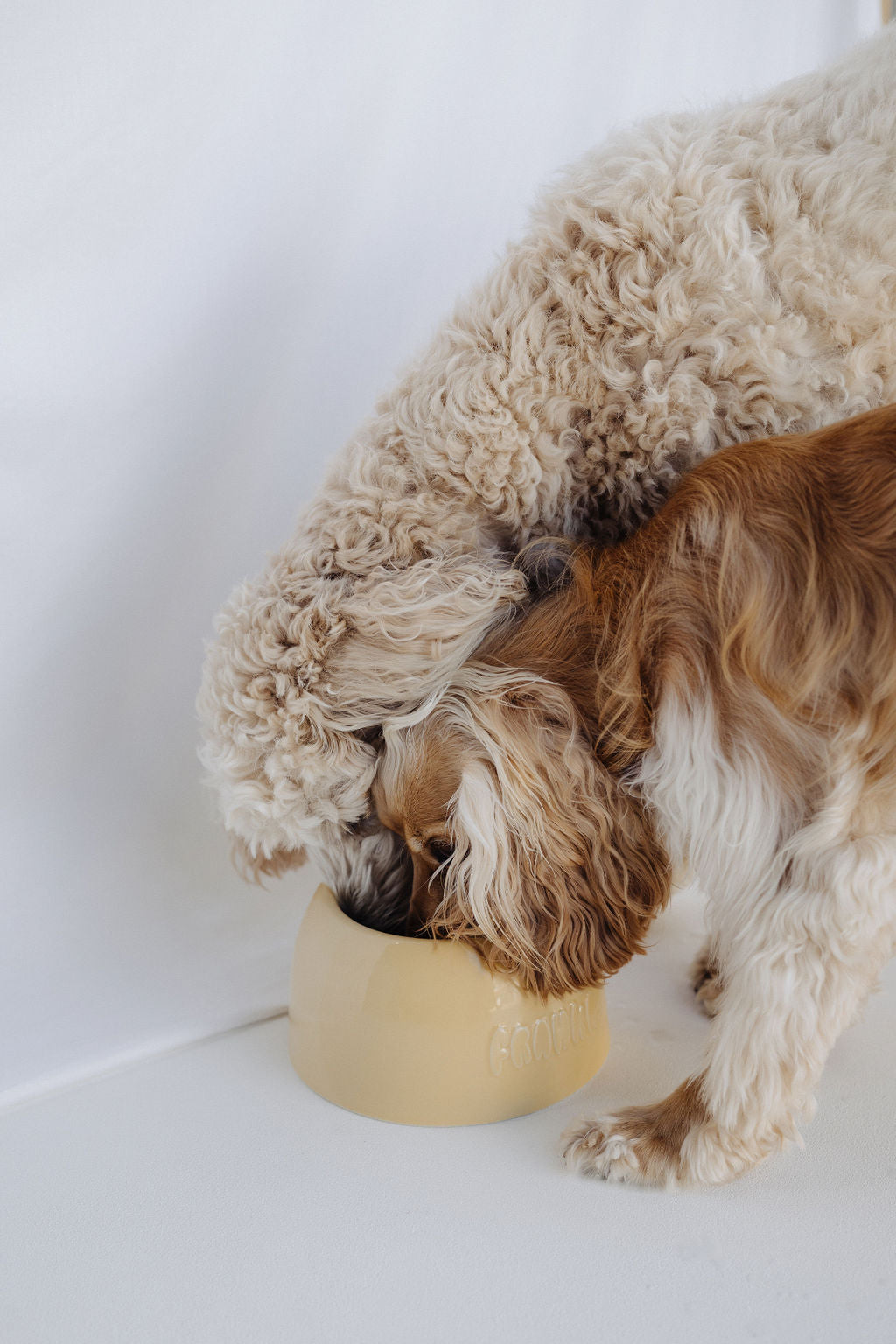 Large Dog Bowl