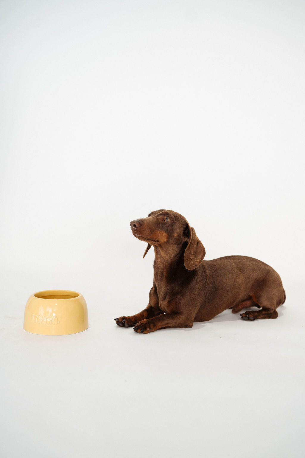 Small Dog Bowl