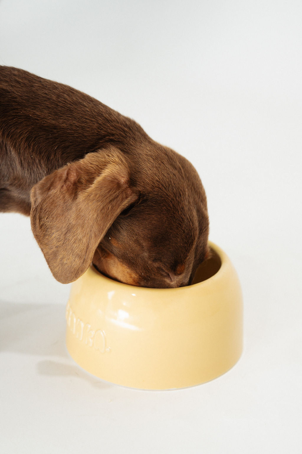 Small Dog Bowl