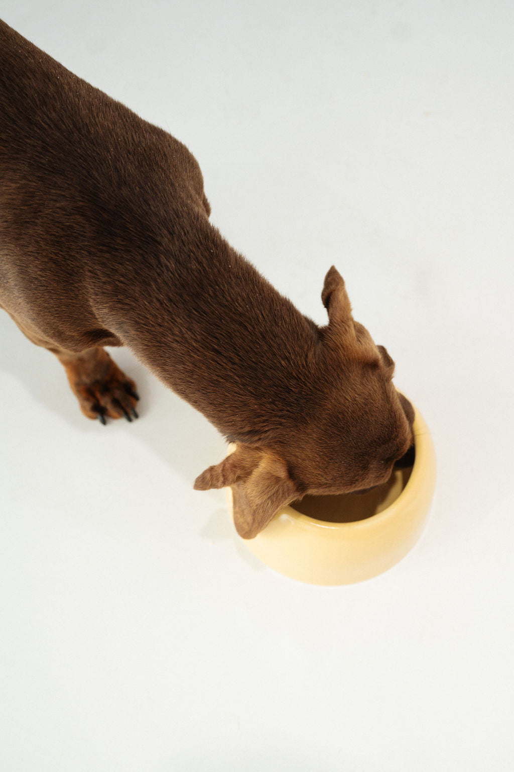 Small Dog Bowl