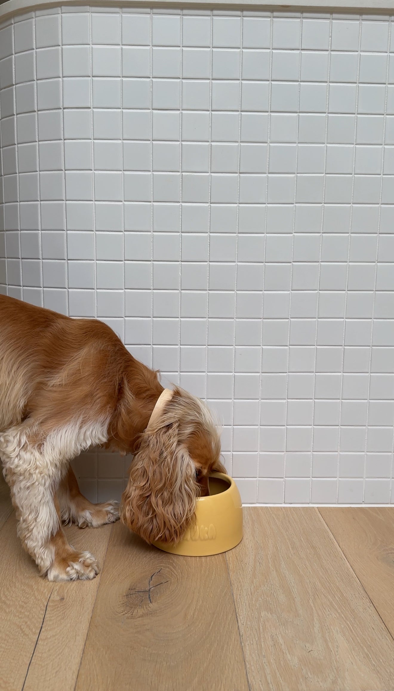 Medium Dog Bowl