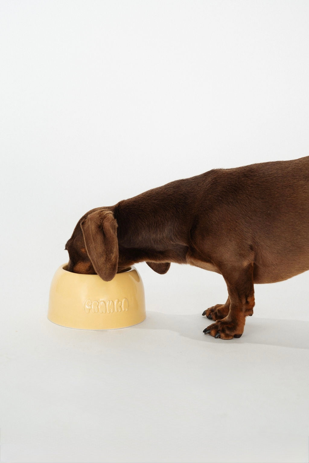 Small Dog Bowl