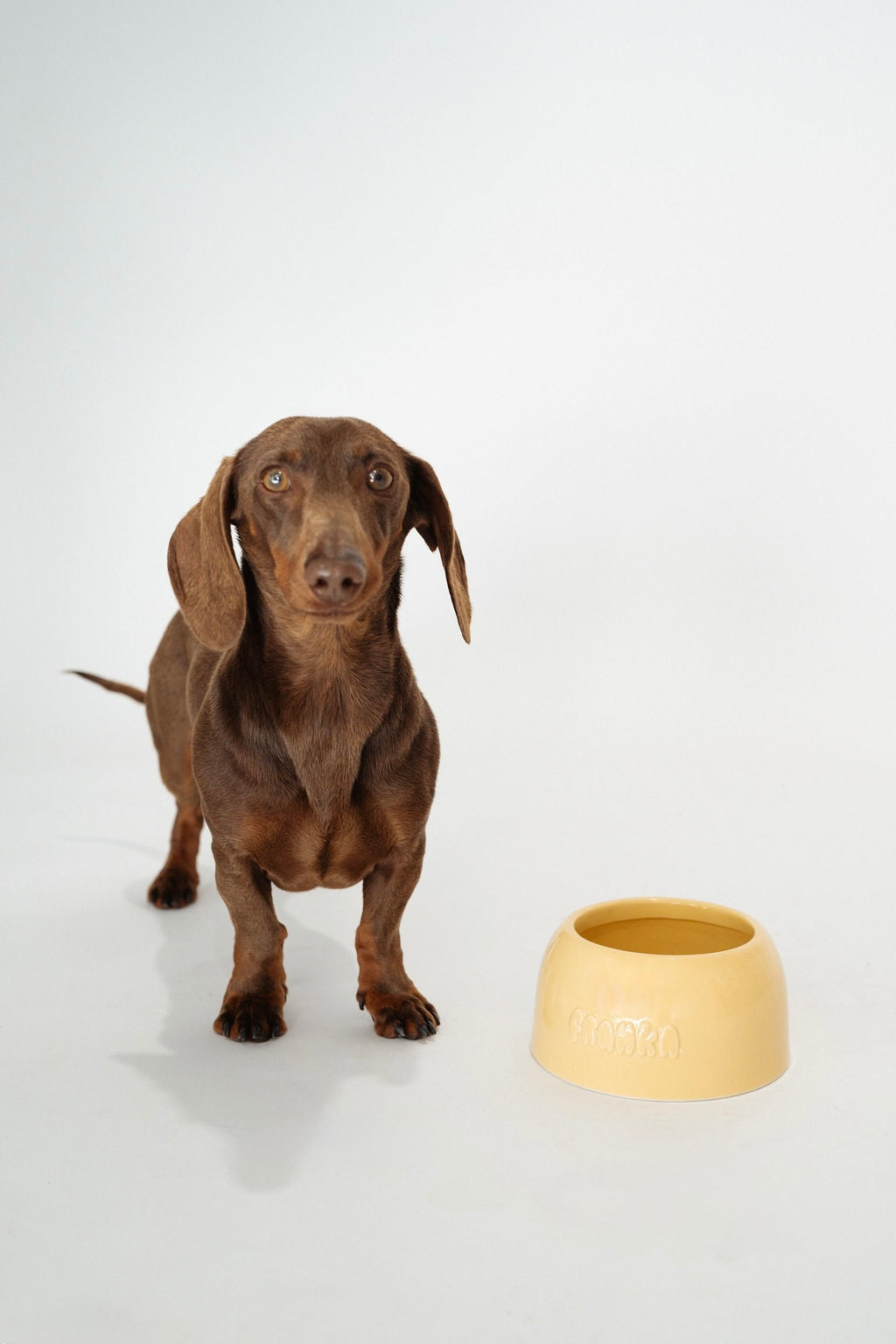 Small Dog Bowl