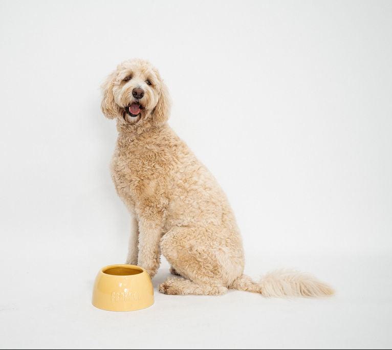 Large Dog Bowl