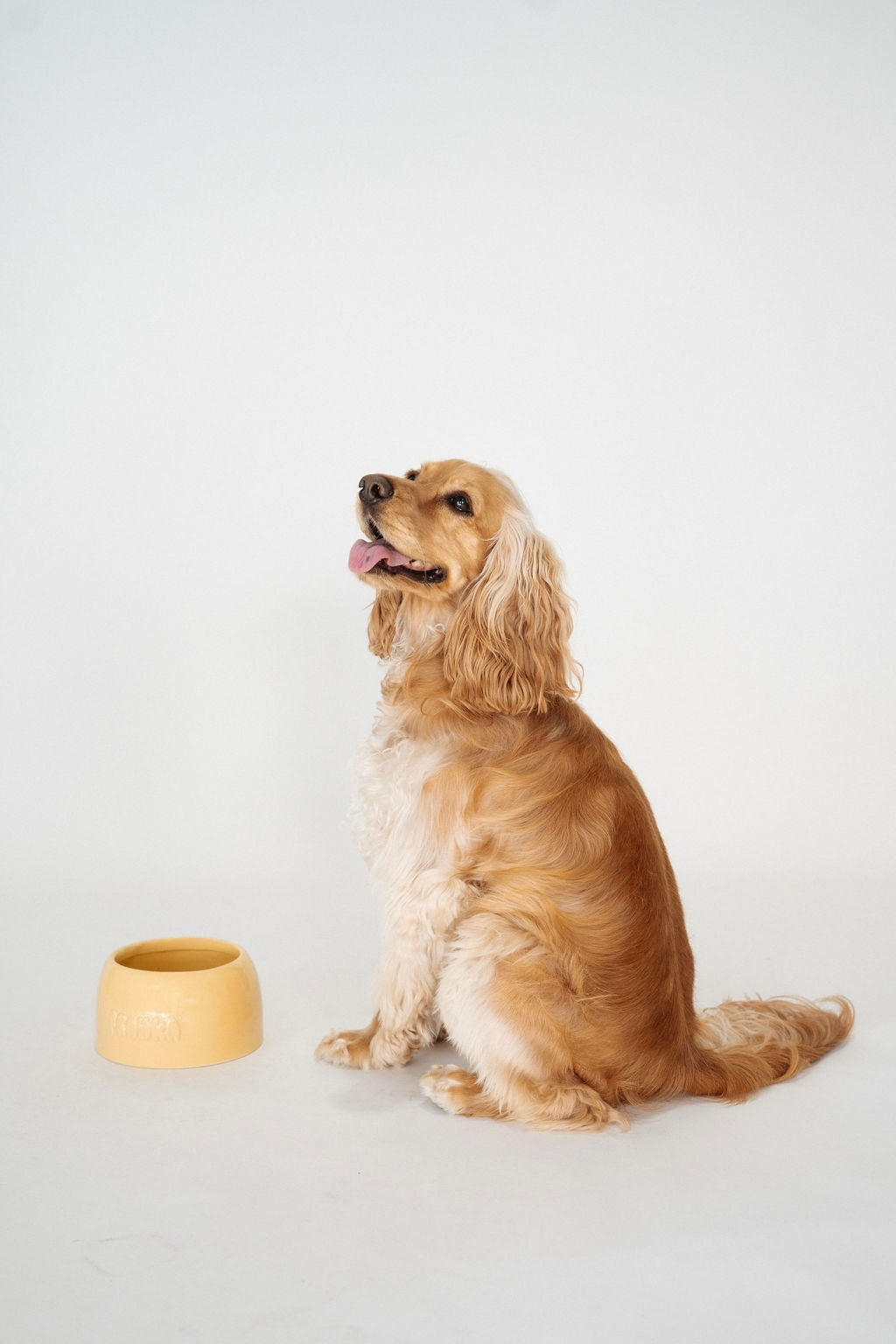 Medium Dog Bowl