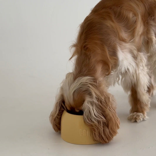 Long Eared Dog Bowls