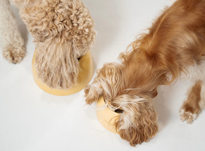 Medium Dog Bowl